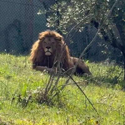 leone