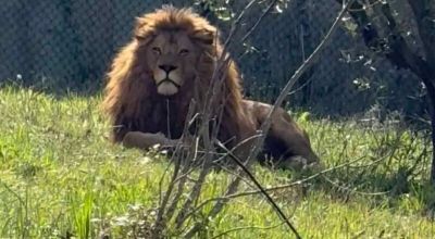 leone